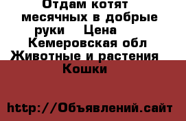 Отдам котят 4 месячных в добрые руки. › Цена ­ 0 - Кемеровская обл. Животные и растения » Кошки   